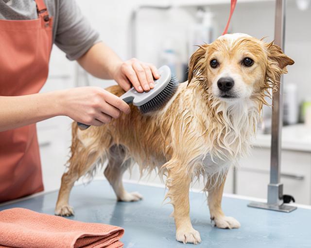 Groomer carefully brushing a clean dog after a coat-type shampoo and gentle bath