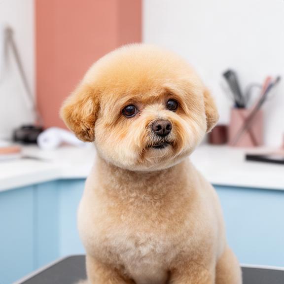 Small dog after a rounded teddy trim with an even coat and neatly shaped face