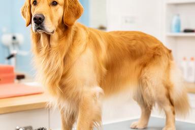 Golden Retriever with a clean, brushed coat after a bath and undercoat care