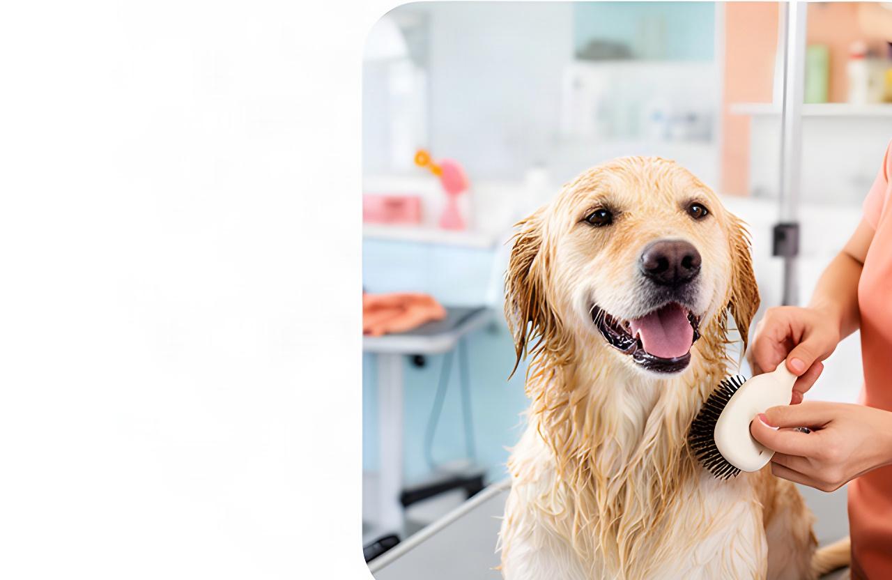 A freshly bathed dog being gently brushed at a bright pet grooming salon