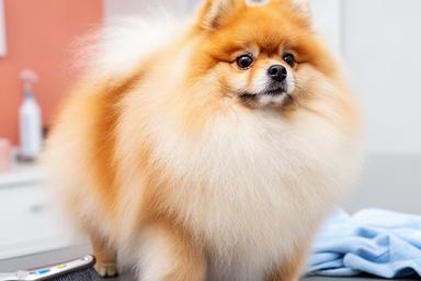 Pomeranian with its fluffy double coat brushed out and shaped without close shaving