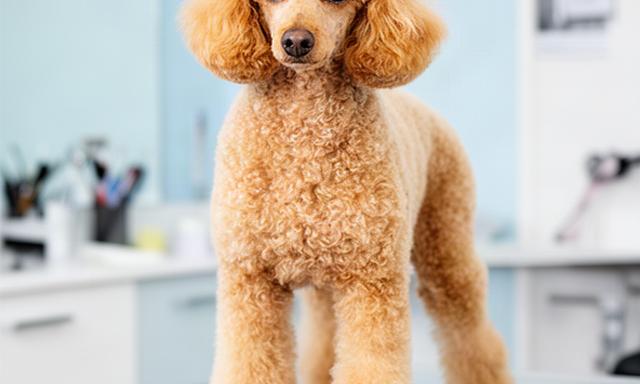 Poodle with a balanced, everyday clip and even leg shaping in a bright grooming salon