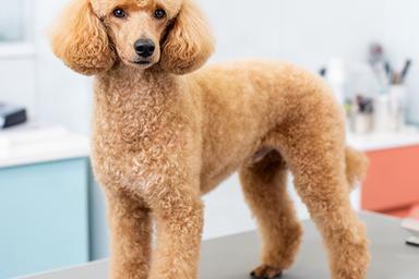 Poodle standing calmly after a carefully shaped coat trim at a pet salon