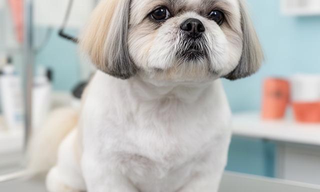 Shih Tzu with a rounded face and neatly shaped body coat after a salon groom