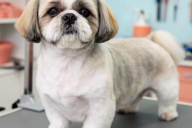 Shih Tzu with a tidy face trim and an even, practical body coat after grooming