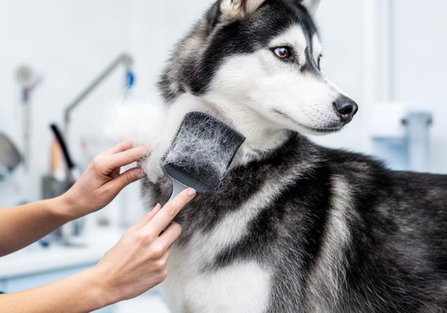Siberian Husky standing calmly while a groomer separates and brushes its thick double coat
